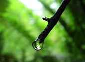 Wassertropfen an einem Ast im Great Otway National Park Australien