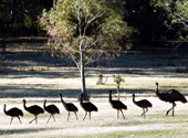 Emufamilie im Grampians National Park in Australien