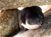 Fairy Pinguin auf Tasmanien