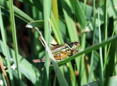 Grashüpfer im Müritz-Nationalpark